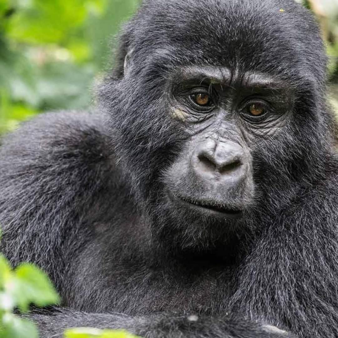 Gorilla Safari Lodge Rubuguli Luaran gambar