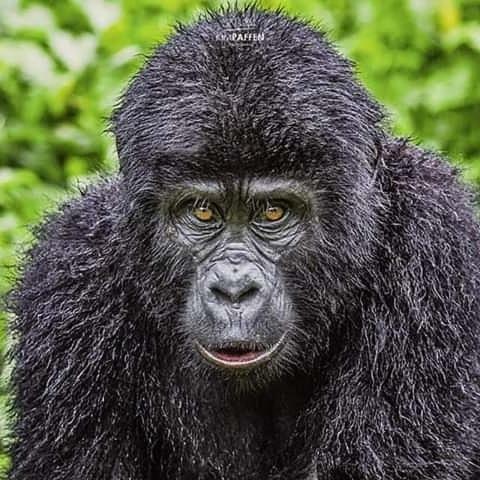 Gorilla Safari Lodge Rubuguli Luaran gambar